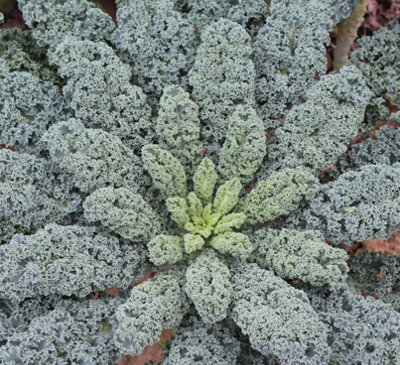 Suttons Seeds Dobies Kale Eden F1 Seed Packet from B&Q