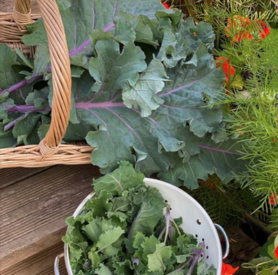 Suttons Seeds Kale Brassica Oleracea Var Acephala Cottagers Kale 1 Packet from B&Q