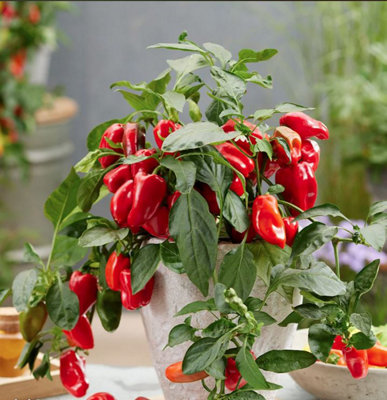 Suttons Seeds Pepper (Chilli) Hot Honey F1 Seed Packet from B&Q