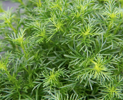 Suttons Seeds Dobies Seeds Herb Tagetes Dropshot 1 Packet from B&Q