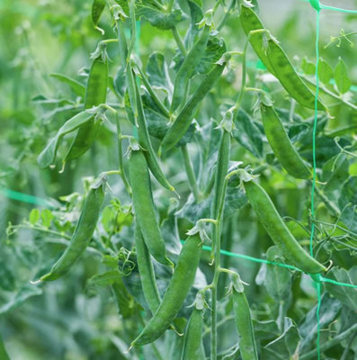 B&Q -  Pea (Petit Pois) Flovert Seed Packet