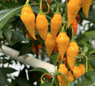 Suttons Seeds Pepper (Chilli) Biquinho Yellow Seed Packet from B&Q