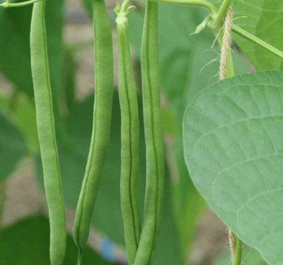 Suttons Seeds Climbing French Bean Phaseolus Vulgaris Vine 1 Packet from B&Q