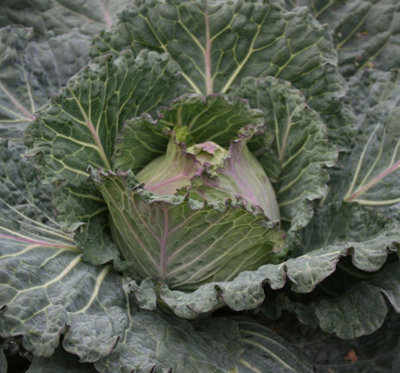 Suttons Seeds Cabbage (January King) Marabel F1 Seed Packet from B&Q