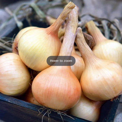Suttons Seeds Onion Walla Walla 1 Seed Packet Grow Your Own Veg from B&Q
