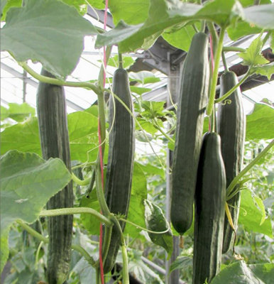 Suttons Seeds Cucumber Vista F1 Seed Packet from B&Q