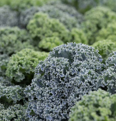 Suttons Seeds Dobies Kale Oldenbor F1 Seed Packet from B&Q