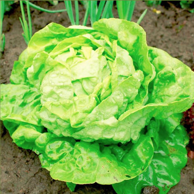Suttons Seeds Dobies Lettuce All-The-Year-Round 1 Seed Packet from B&Q
