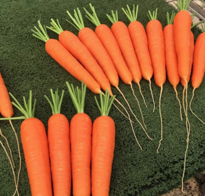 Suttons Seeds Dobies Carrot Octavo F1 Seed Packet from B&Q