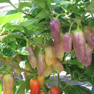 Suttons Seeds Pepper (Chilli) Aroma Seed Packet from B&Q