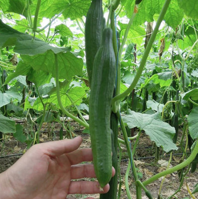 Suttons Seeds Dobies Cucumber Vista F1 Seed Packet from B&Q