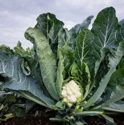 Suttons Seeds Cauliflower Cartesio F1 Seed Packet from B&Q