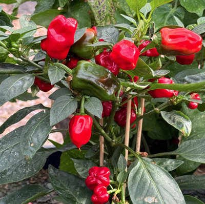 Suttons Seeds Pepper (Chilli) Hot Pot Seed Packet from B&Q