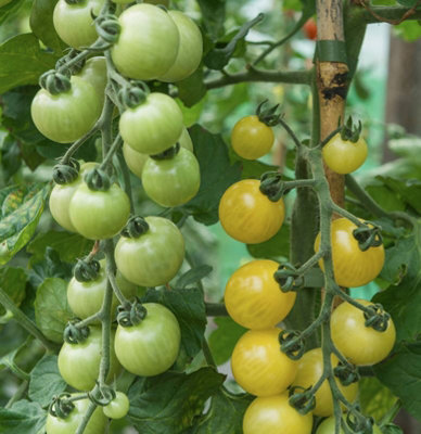 Suttons Seeds Tomato Iridescent F1 Seed Packet from B&Q