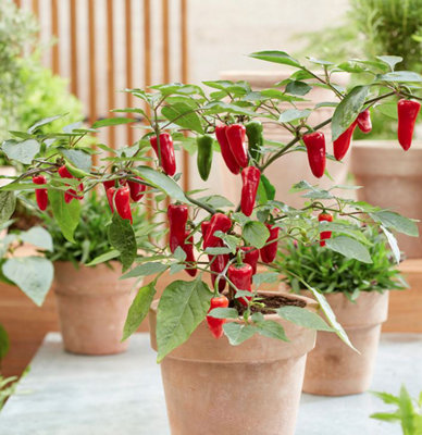 Suttons Seeds Pepper (Chilli) Baby Jalapeno Seed Packet from B&Q