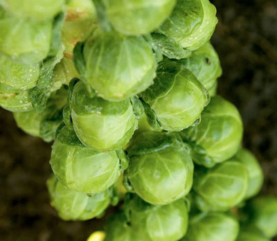 Suttons Seeds Dobies Seeds Brussel Sprout Cryptus F1 1 X Seed Packet from B&Q