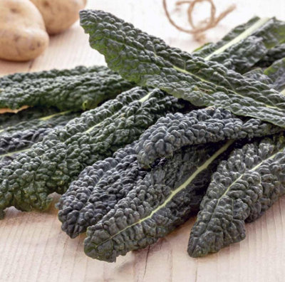 Suttons Seeds Dobies Seeds Kale Yurok F1 1X Seed Packet from B&Q