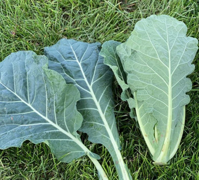 Suttons Seeds Collard Hi-Crop F1 1 X Seed Packet from B&Q