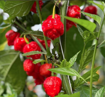 Suttons Seeds Dobies Seeds Pepper (Chilli) Ragamuffin F1 Seed Packet from B&Q