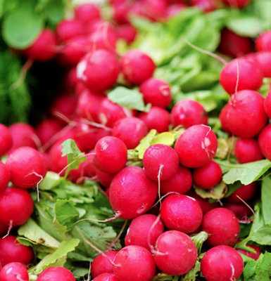 B&Q -  Dobies Seeds Radish Cherry Belle 1 Packet