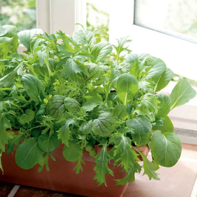 Suttons Seeds Leaf Salad Spicy Oriental Mix 1 Seed Packet from B&Q