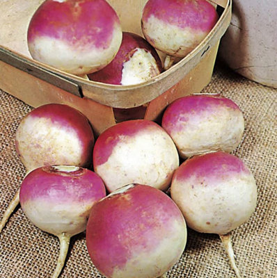 Suttons Seeds Dobies Seeds Turnip Armand 1 X Seed Packet from B&Q