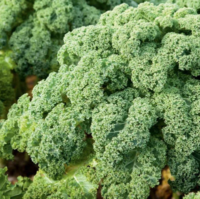 Suttons Seeds Kale F1 Reflex 1 X Seed Packet Grow Your Own from B&Q