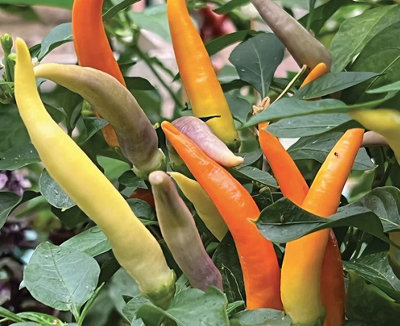 Suttons Seeds Dobies Seeds Chilli Pepper Jazz F1 1 X Seed Packet from B&Q