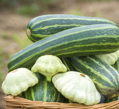 Suttons Seeds Squash Polo F1 Hybrid 1 Seed Packet from B&Q