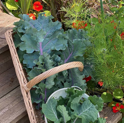 Suttons Seeds Kale Brassica Oleracea Var Acephala Cottagers Kale 1 Packet from B&Q
