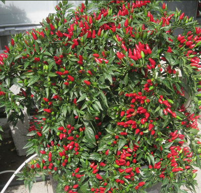 Suttons Seeds Pepper (Chilli) Fiery Flames 1 X Seed Packet from B&Q