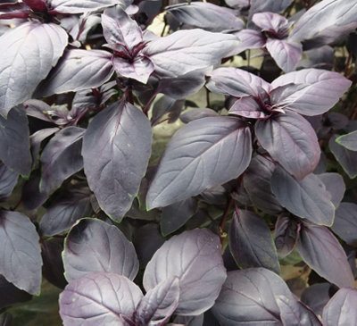 Suttons Seeds Dobies Herb Basil Basilicious Velvet-Spice F1 Seed Packet from B&Q