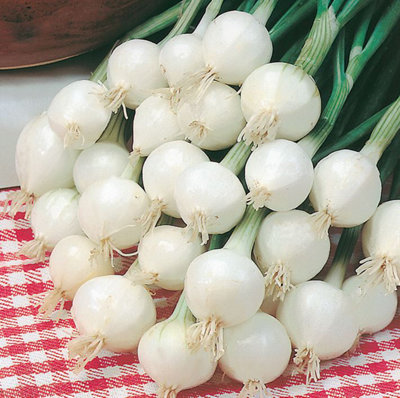 Suttons Seeds Onion Pompei 1 X Seed Packet from B&Q