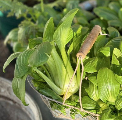 Suttons Seeds Pak Choi Goku F1 Seed Packet Grow Your Own Veg from B&Q