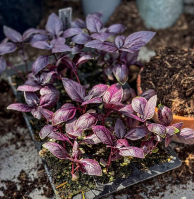 Suttons Seeds Basil Basilicious Velvet-Spice F1 Seed Packet from B&Q