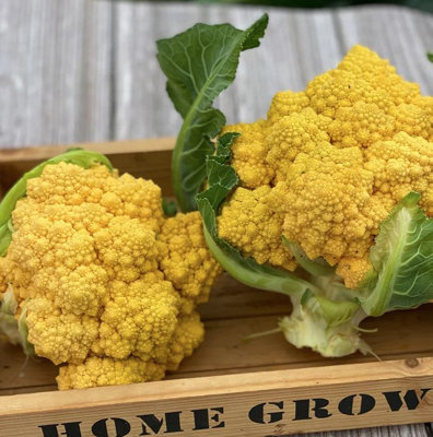 Suttons Seeds Cauliflower Ameresco F1 1 Packet from B&Q