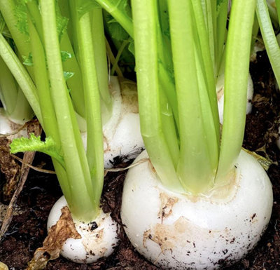 Suttons Seeds Turnip Silky Sweet F1 1 Packet from B&Q