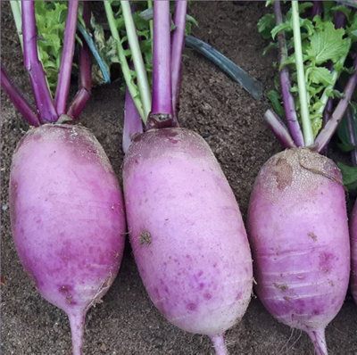 B&Q -  Radish Blue Candle F1 Seed Packet
