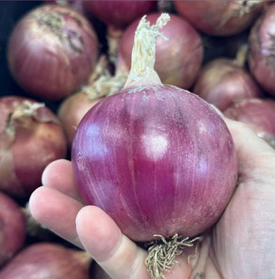 Suttons Seeds Onion Blush F1 Seeds Grow Your Own Veg from B&Q