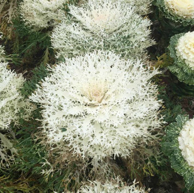 Suttons Seeds Kale F1 Peacock White 1 Packet from B&Q