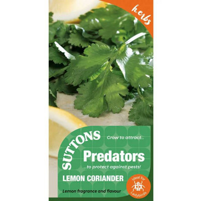 Suttons Seeds Herb Lemon Coriander 1 Packet Grow Your Own from B&Q