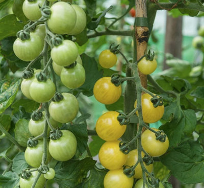 Suttons Seeds Tomato Iridescent F1 Seed Packet from B&Q