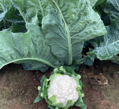 Suttons Seeds Cauliflower Britex F1 Seed Packet from B&Q