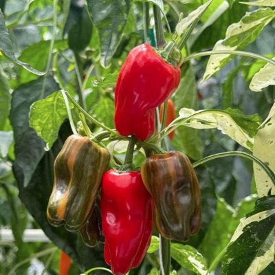 Suttons Seeds Pepper (Sweet) Jester F1 Seed Packet from B&Q