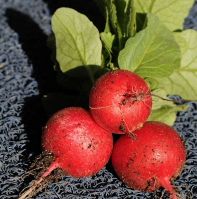 B&Q -  Radish Saxa 2 1 Packet