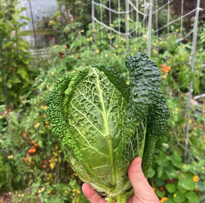 Suttons Seeds Cabbage (Pointed Savoy) Stelvio F1 Seed Packet from B&Q
