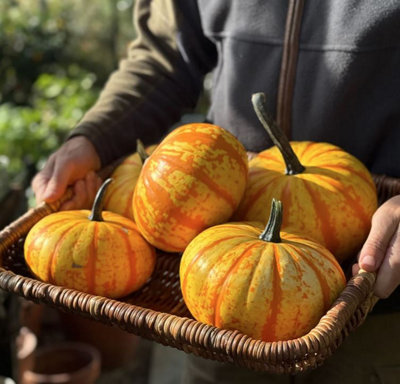 Suttons Seeds Squash Blaze F1 Seed Packet Grow Your Own Veg from B&Q