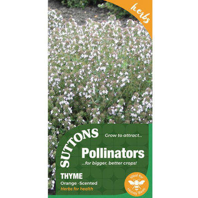 B&Q -  Herb Thyme Orange Scented 1 Packet