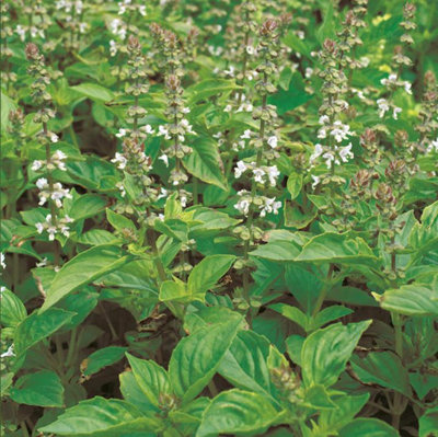 B&Q -  Herb Basil Lime Mrs Burns 1 Packet