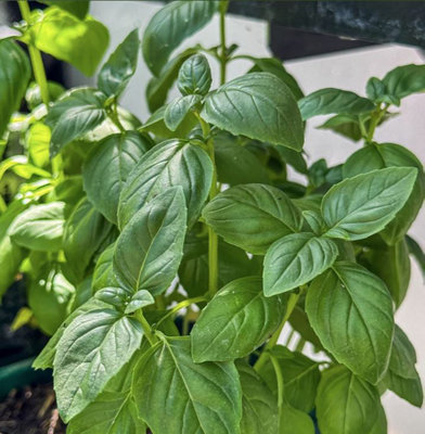 Suttons Seeds Basil Basilicious Verde-Sure F1 Seed Packet from B&Q